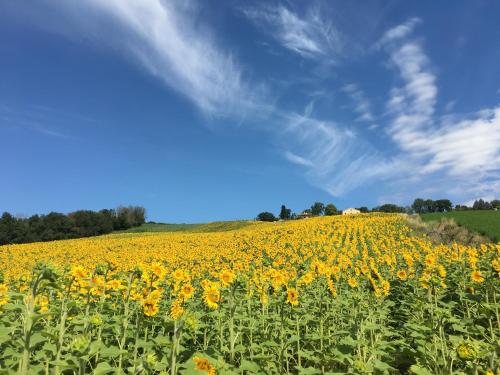  Casale dei Cinque Colli in Ostra