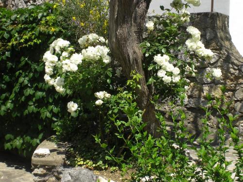 Casa Augusto B&B - image 11