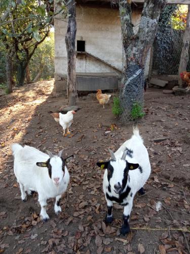 Casa MiraXurés con vistas a la Sierra del Xurés