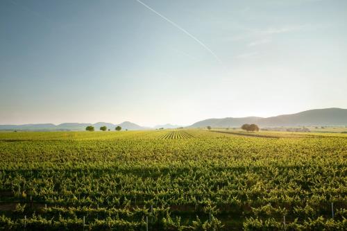 Villa Hochdörfer Gästehaus - image 4