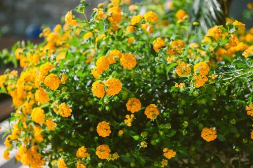 Villa Faye - image 14