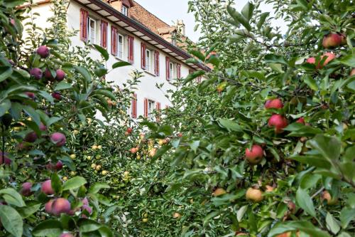 Kloster Dornach / Basel - image 7