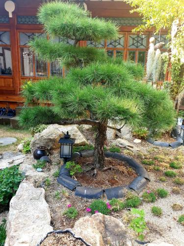 Hanok1957, Daegu (photo 2)