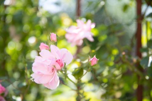 Bed & Breakfast Monument076 Etten-Leur - image 6