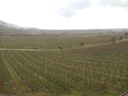 Weinhotel Kienle - image 6