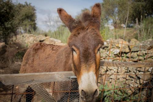 Alojamiento Rural Camino Beturia