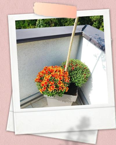 Apartman Japanski vrt Centar - image 7