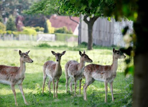 Bauerncafe und Pension Drostenhof Rees