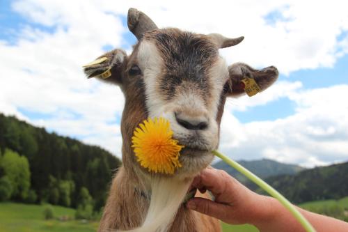 Adelwöhrer - Am Hof Adelwöhrer - Am Hof