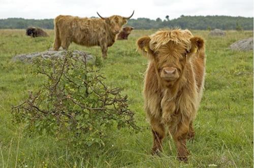 Tuulingu Holiday House at Matsalu National Park in Ridala Vald