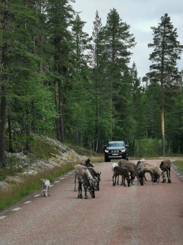 Fjällstuga i Foskros m bastu