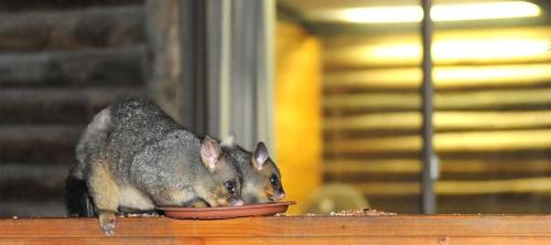 Lakes Entrance Log Cabins in Lakes Entrance