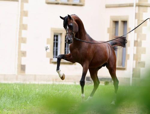 Le Haras du Favry