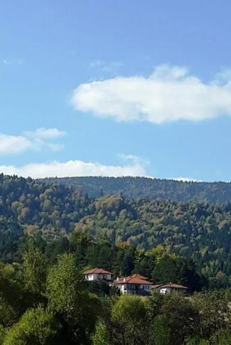 . Вили Green