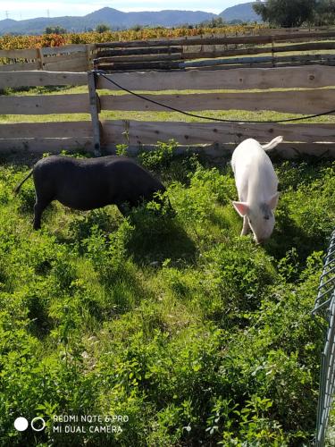 Gîte à la ferme (Gite a la ferme) in Laudun-l'Ardoise