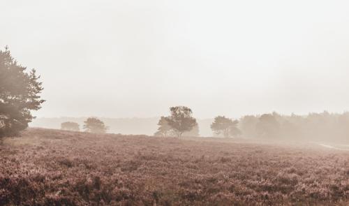 NOYR. tiny house NOYR. tiny house