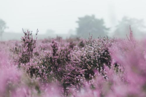 NOYR. tiny house NOYR. tiny house