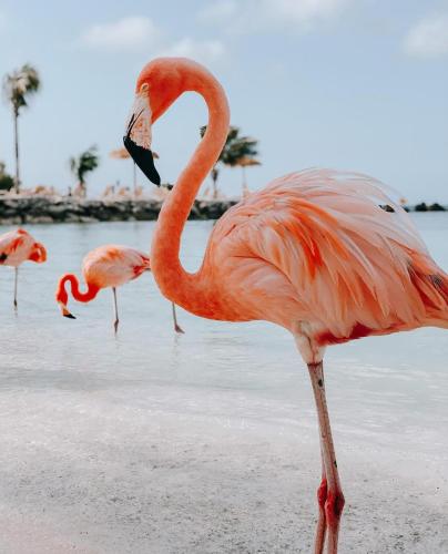 Aruba Smart Apartments – Eagle Beach