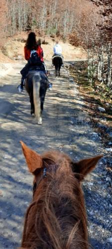 Katun Mokra accommodation & horseback riding