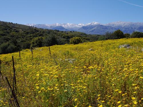 Villa Galania Armeni Crete