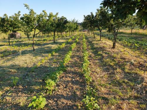 Fattoria di Maiano