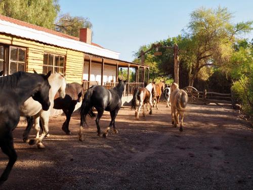 Lodge Atacama Horse San Pedro De Atacama