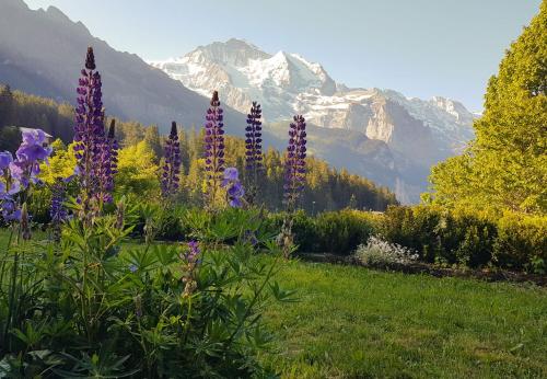 Chalet Ledibach Chalet Ledibach