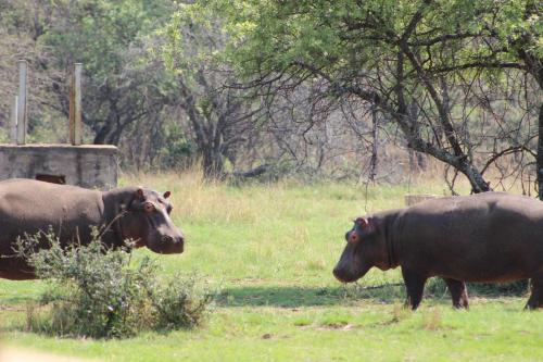 Wilgeboomsdrift Safaris