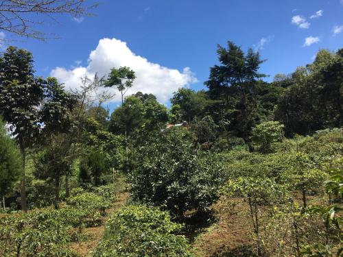 Mai Kilimanjaro Home Stay