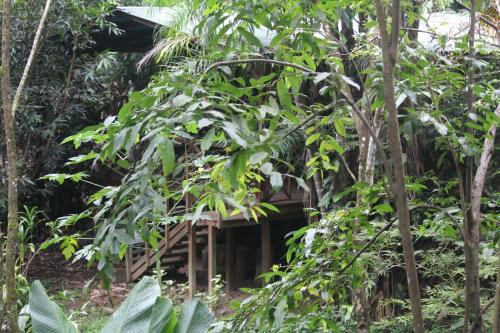 Iguana Libre Iguana Libre