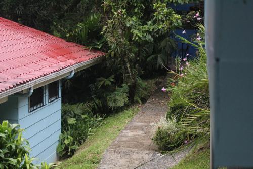 Iguana Libre Iguana Libre