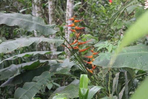 Iguana Libre Iguana Libre