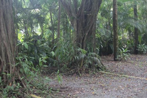 Iguana Libre Iguana Libre