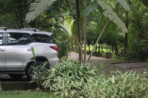 Iguana Libre Iguana Libre