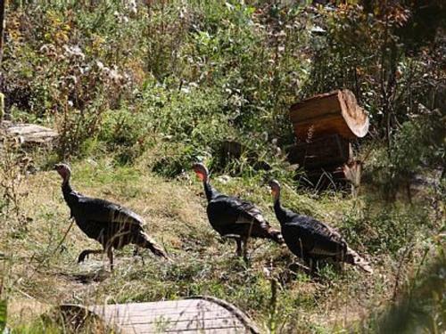 Cottage On The Stream Sundance, Utah Cottage On The Stream Sundance, Utah