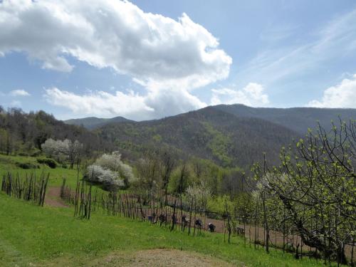 Detached Cottage in Lucca with scintillating nature views - image 2