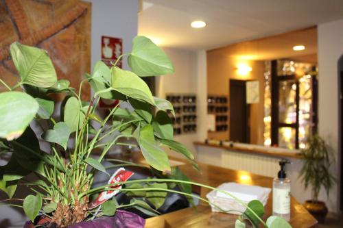 Hotel Seva - image 5