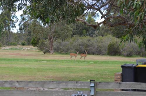 Mountain View Motor Inn & Holiday Lodges