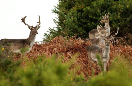 Penny Farthing Hotel & Cottages - image 11