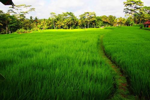 2 BR Villa with open view of rice paddies & sunset