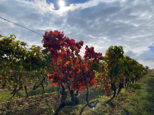 Le Cocon de Curson chambre d'hôtes