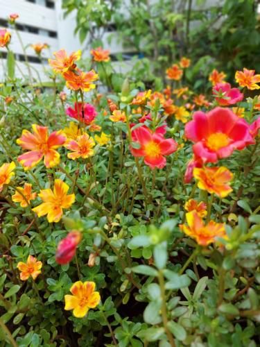 ชาลีรีสอร์ท ชุมพร, Chumphon (Foto 4)