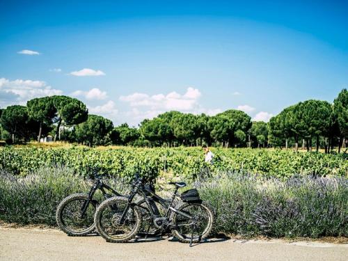 Abadia Retuerta LeDomaine