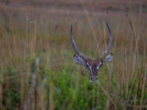 Nkomazi Game Reserve by NEWMARK