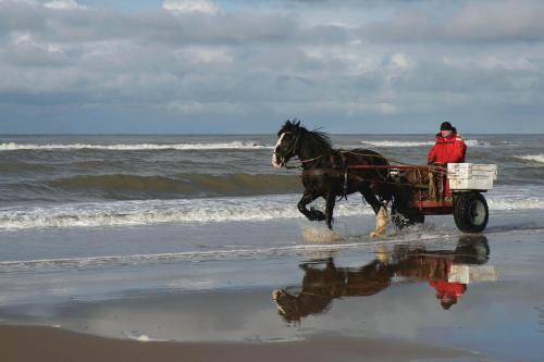 Horseback riding, Hoogland aan Zee in Egmond aan Zee