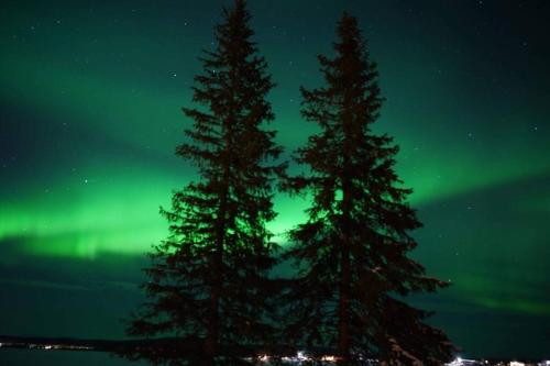 Northernlight cabin with reindeers