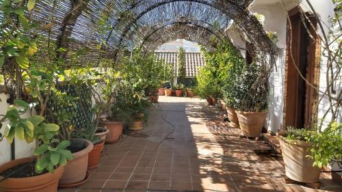 El Jardín de Wallada, Córdoba (fotografie 8)