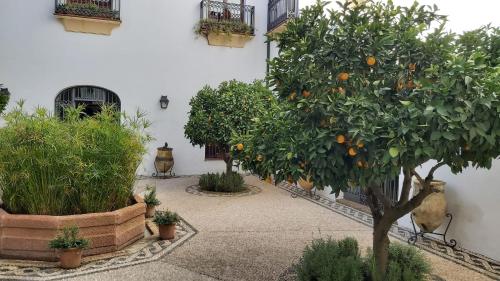 El Jardín de Wallada, Córdoba (fotografie 7)
