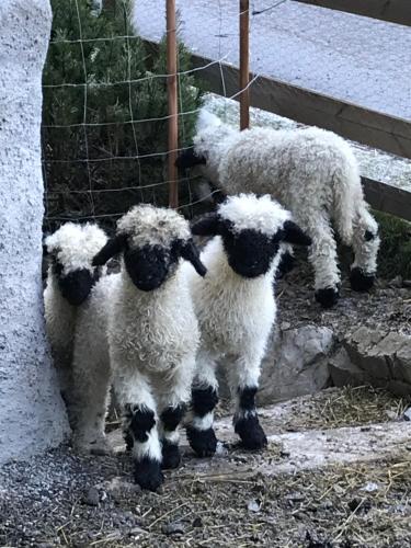 Le Hameau du Muveran gîte à louer Brabant-Flamand
