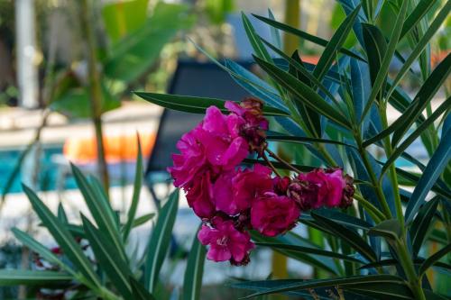 278888267 Sirayane Boutique Hotel & Spa Marrakech